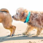 Dog Mom South Africa Greeting