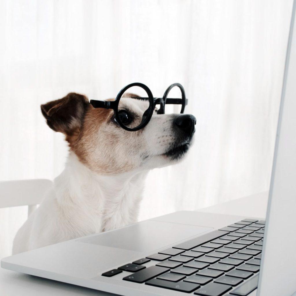 Subscribe to Dog Mom Newsletter