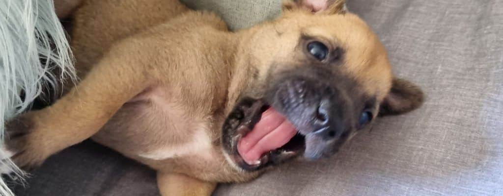 Fostering Levi - The Beginning.
