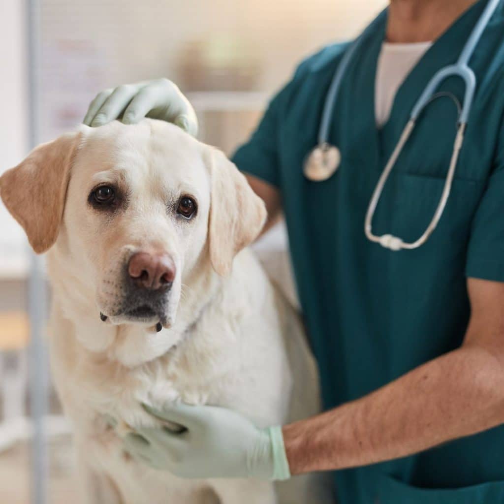 Pet Insurance 101 in South Africa