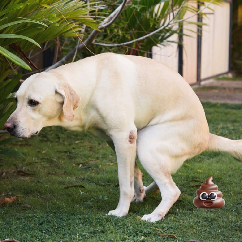 Dog having a poo