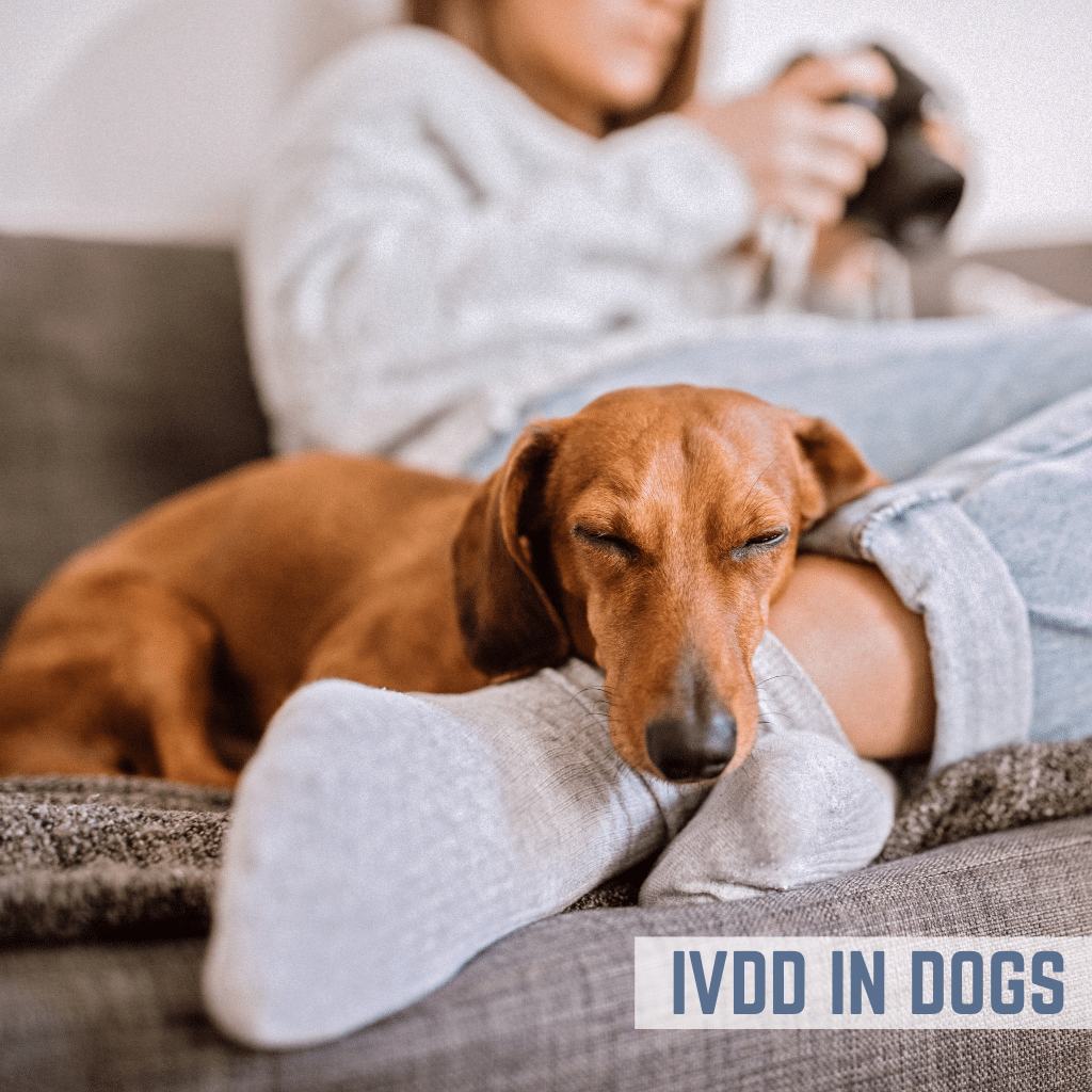 IVDD in Dogs - What is Intervertabral disc disease and which dogs are more prone?