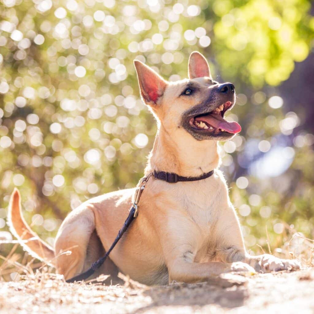 Oscar passed in 2019 from Cancer