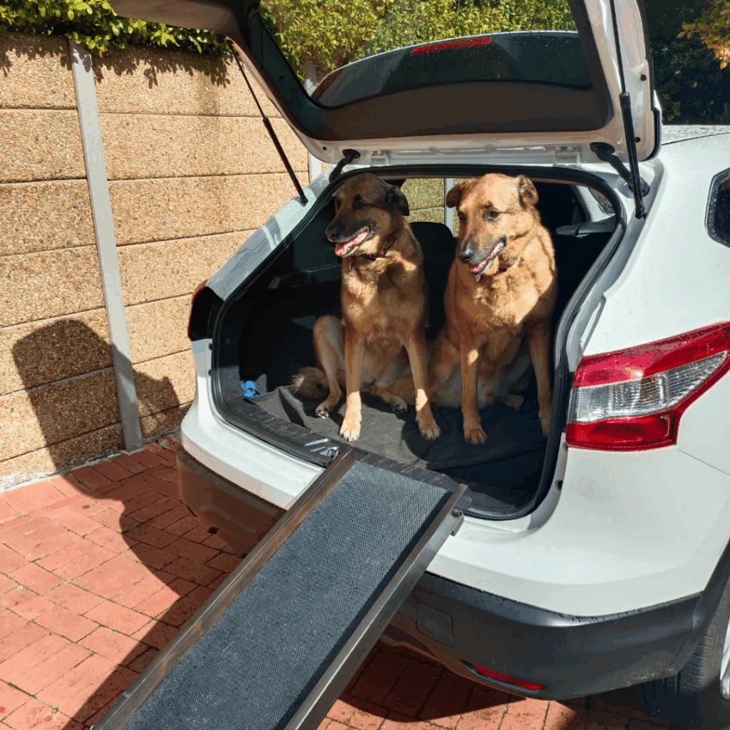 Why Large Dogs Need Ramps
