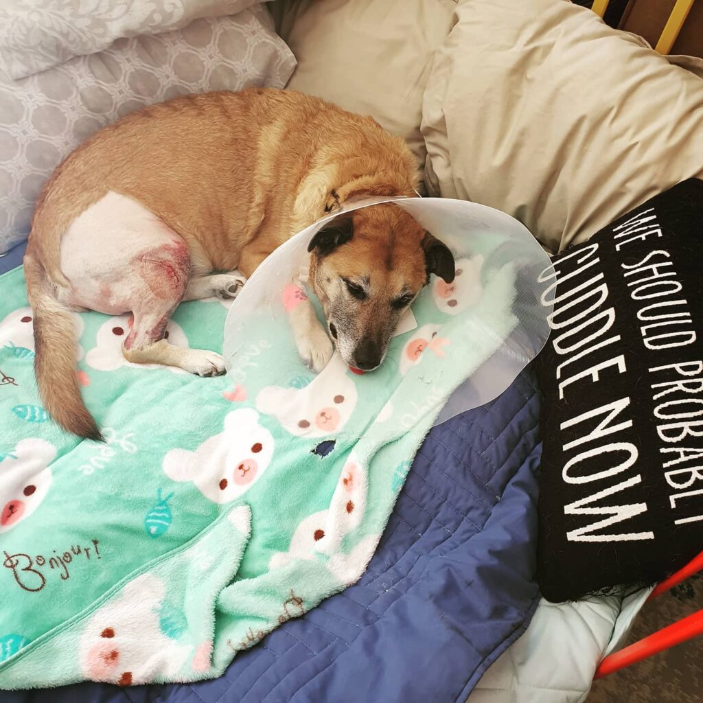 CCL Surgery in Dogs requires restricted movement and rest