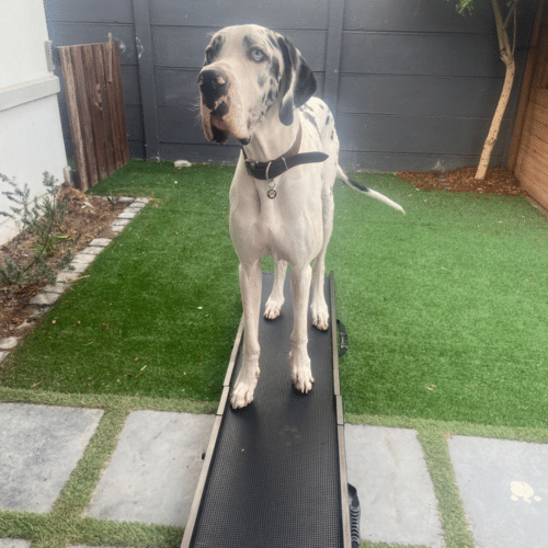 Great Dane training on a Dog Mom Giant Breed Folding Dog Ramp