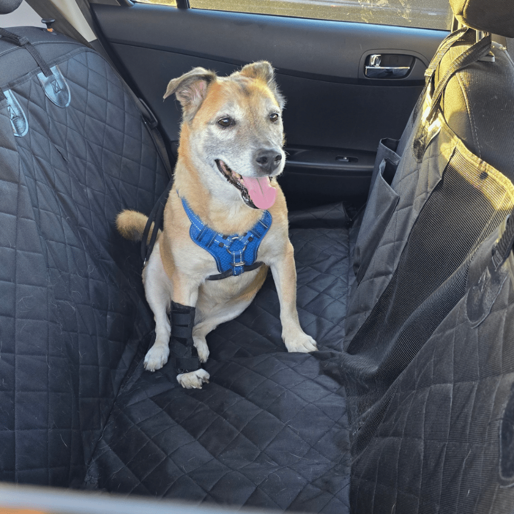 Why jumping is secretly damaging your dog's joints