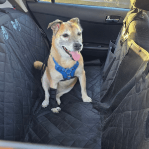 Why jumping is secretly damaging your dog's joints